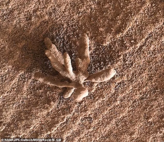 Xe tự hành đã tình cờ phát hiện ra một tảng đá giống như bông hoa vào năm 2022, tảng đá này cũng được hình thành từ thời xa xưa khi các khoáng chất được nước mang theo kết dính lại với nhau.