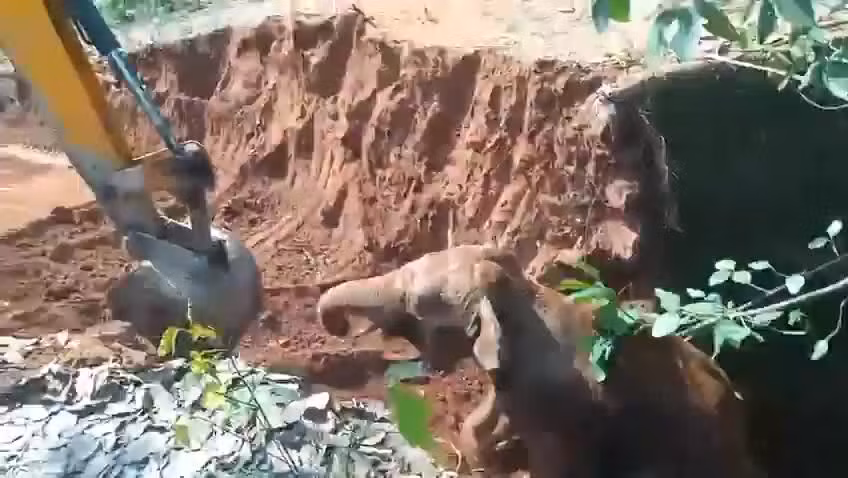 Khoảnh khắc voi con cảm ơn máy xúc khiến nhiều người cảm động