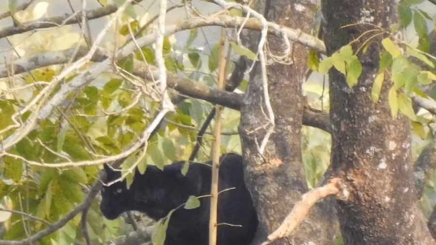 Các nhà khoa học sửng sốt sau khi ghi lại cảnh quay đầu tiên về loài sinh vật quý hiếm: 'Đây là một khám phá mang tính lịch sử'