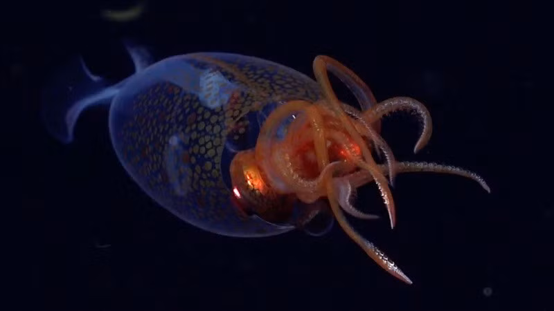 Các nhà khoa học đã ghi hình được con mực non dài khoảng 30 cm ở độ sâu 600 mét ở Nam Đại Tây Dương.