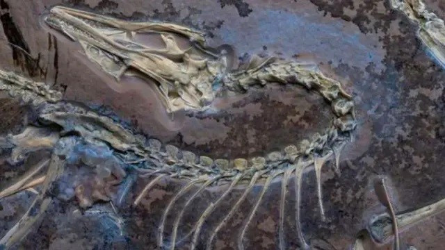 Loài chim khảo cổ Chicago Archaeopteryx dưới ánh sáng tia cực tím để hiển thị các mô mềm bên cạnh bộ xương.