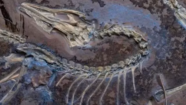 Loài chim khảo cổ Chicago Archaeopteryx dưới ánh sáng tia cực tím để hiển thị các mô mềm bên cạnh bộ xương.