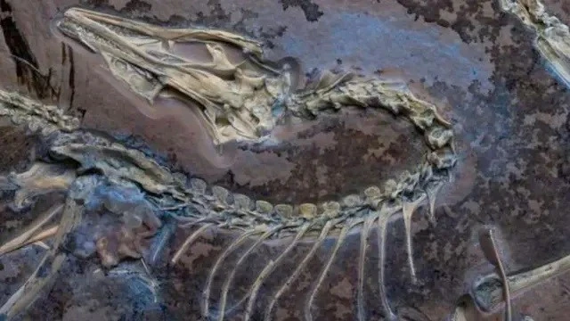 Loài chim khảo cổ Chicago Archaeopteryx dưới ánh sáng tia cực tím để hiển thị các mô mềm bên cạnh bộ xương.