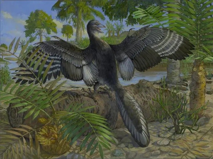 Hình minh họa cho thấy Archaeopteryx khi còn sống, gồm cả lông tam cấp giúp nó bay. Ảnh: Michael Rothman hoa-thach-chim-thoi-jura-he-lo-bi-mat-tu-150-trieu-nam-truoc-2.jpg