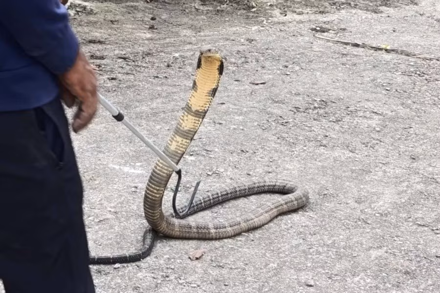 Các chuyên gia cho biết, sự nóng lên toàn cầu có thể khiến rắn độc thích nghi và định cư ở những nơi có độ cao lớn hơn. Ảnh: Subodh Acharya