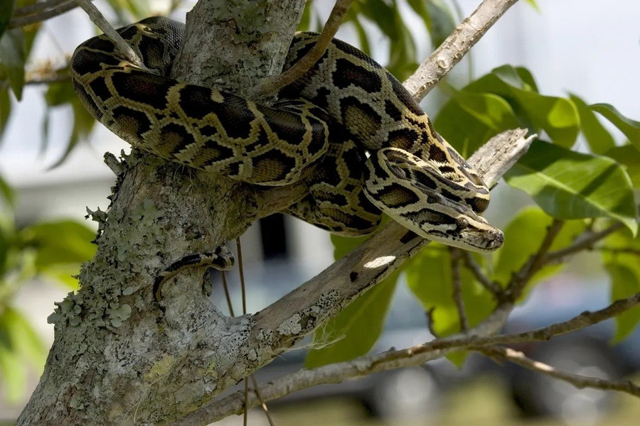 Trăn Miến Điện đang tàn phá quần thể động vật ở Nam Florida, Mỹ. Ảnh: NPS / R. Cammauf