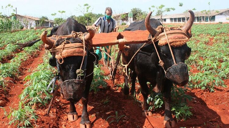 Người nông dân Cuba thiếu máy móc, công nghệ trong công việc.