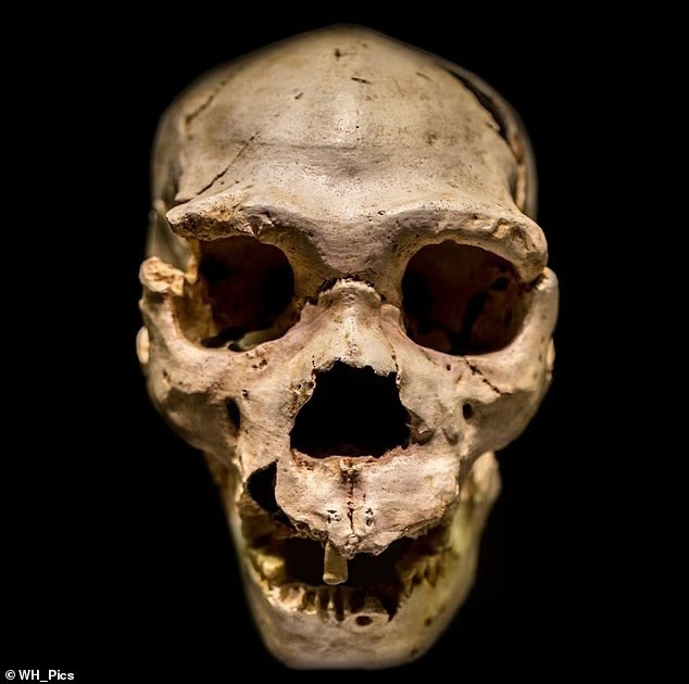 Bằng chứng hóa thạch cho thấy các loài như Homo erectus và Homo heidelbergensis đã sống ở Châu Phi và các khu vực khác trong thời kỳ của Nhóm A và Nhóm B. Trong ảnh là hộp sọ hoàn chỉnh nhất của một Homo heidelbergensis từng được tìm thấy bi-an-hop-so-petralona-hon-277000-nam-tuoi-co-hinh-thu-ky-la-4.jpg