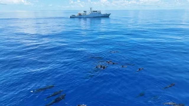 Một bức ảnh chụp bằng UAV cho thấy loài cá voi hoa tiêu vây ngắn đang bơi ở vùng biển Trung Quốc.