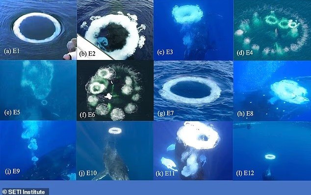 Các nhà nghiên cứu SETI đã ghi nhận 12 trường hợp cá voi lưng gù tạo ra các vòng tròn, trong đó có 9 trường hợp xảy ra khi cá voi đang vui đùa với mọi người trên thuyền hoặc bơi gần đó. vong-khoi-duoi-dai-duong-he-lo-bi-an-tri-tue-phi-nhan-loai-3.jpg