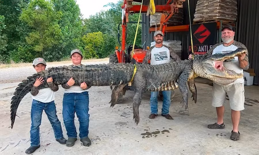 Trận chiến nghẹt thở với cá sấu nặng 300 kg, dài 4,27 mét kéo trôi thuyền