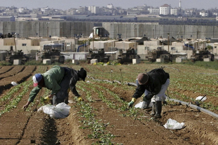 Công nhân Thái Lan làm việc trên một cánh đồng cạnh một căn cứ quân đội Israel bên ngoài Dải Gaza, gần Kibbutz phía nam Israel của Nahal Oz. (Ảnh AP/Tsafrir Abayov) vi-sao-nhieu-nong-dan-thai-lan-tro-thanh-con-tin-giua-chien-su-israel-2.jpg