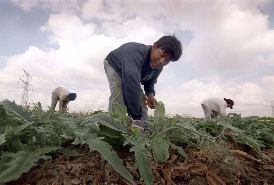 Công nhân từ Thái Lan cắt tỉa cây atisô trước khi bắt đầu mùa vụ nghi lễ sabbical, bắt đầu vào năm mới của người Do Thái tại Beit Uziel ở miền trung Israel. (Ảnh AP/Jacqueline Larma)