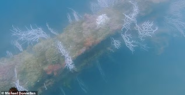 Các cấu trúc khổng lồ được tìm thấy ở độ sâu khoảng 20 mét dưới mặt nước. Nhóm nghiên cứu cũng xác định được những "cấu trúc dài, thẳng" được khắc trên đáy đại dương.