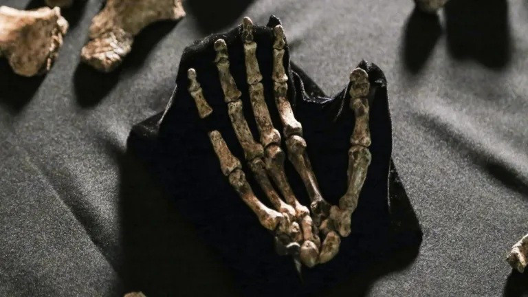 Hóa thạch xương bàn tay của Homo naledi tại Viện Nghiên cứu Tiến hóa thuộc Đại học Witwatersrand, Johannesburg, Nam Phi. nghien-cuu-moi-co-the-viet-lai-lich-su-mai-tang-loai-nguoi-3.jpg