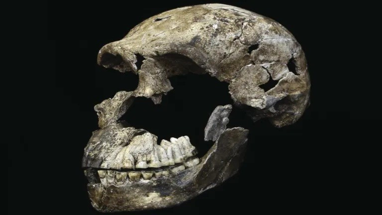 Hộp sọ "Neo" của Homo naledi từ Phòng Lesedi ở Nam Phi. nghien-cuu-moi-co-the-viet-lai-lich-su-mai-tang-loai-nguoi-2.jpg
