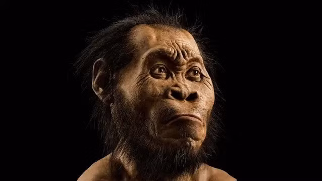 Việc phát hiện ra loài Homo naledi đã gây chấn động cộng đồng cổ sinh vật học.