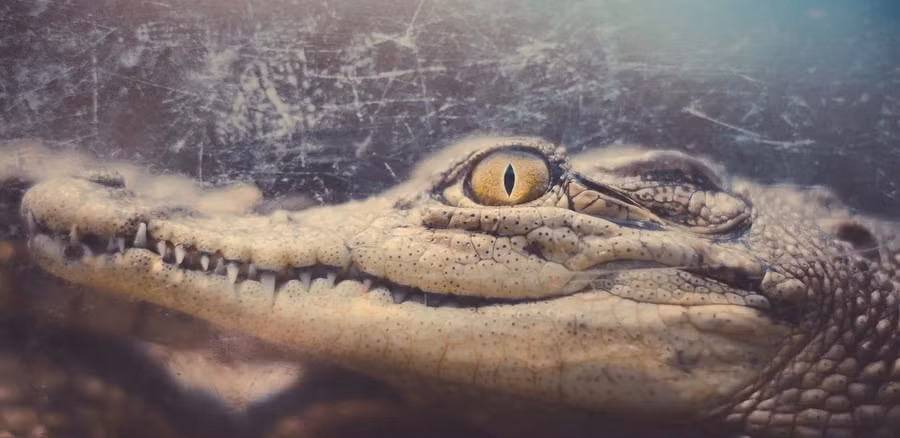 Dạ dày cá sấu ướp xác này chứa đựng những bí mật của Ai Cập. Ảnh: Sherif A. Wagih - Getty Images