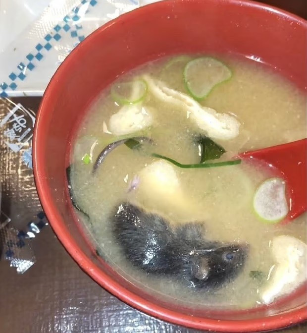 Vài tuần trước, một con chuột được tìm thấy trong một bát súp miso tại một cửa hàng ở Tottori, miền tây Nhật Bản.