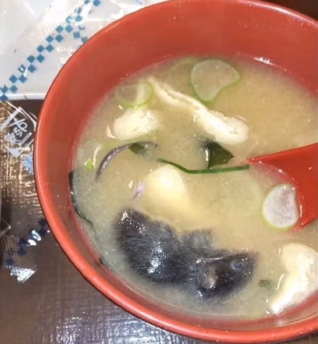 Vài tuần trước, một con chuột được tìm thấy trong một bát súp miso tại một cửa hàng ở Tottori, miền tây Nhật Bản.