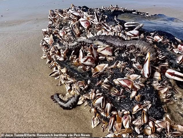 Những người đi biển được cảnh báo không nên chạm vào giun lửa vì chúng có lông cứng như kim, gây cảm giác nóng rát sau khi đốt da.