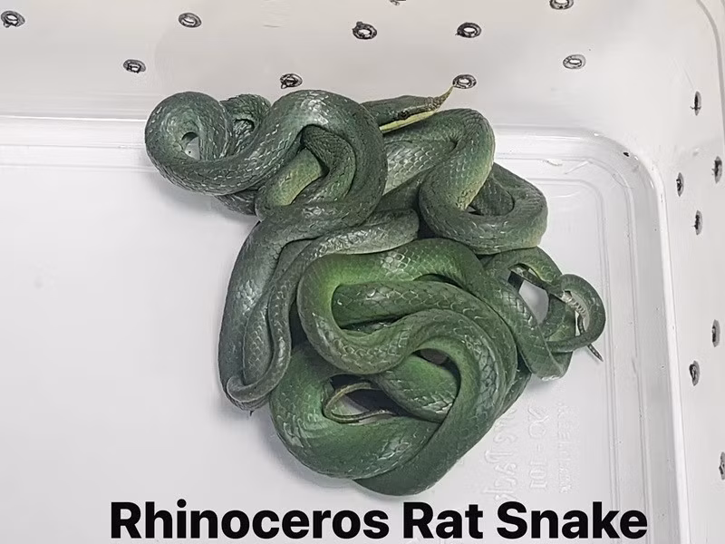 Hành khách máy bay bị bắt với 16 con rắn sống, bao gồm cả một con rắn chuột.