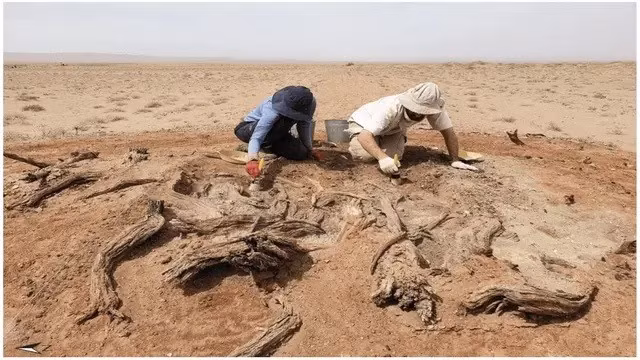 Khai quật tại G05 ở khu vực (A). Các nhánh lớn lộ ra ở góc đồn trú cao.