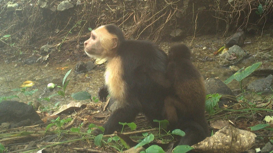 Video từ đảo Jicarón cho thấy một con khỉ đực capuchin đang cõng một con khỉ hú trên lưng. Hiện tại, các nhà khoa học đang cố gắng tìm hiểu điều gì thúc đẩy hành vi bắt cóc này. Ảnh: Brendan Barrett/Viện nghiên cứu hành vi động vật Max Planck