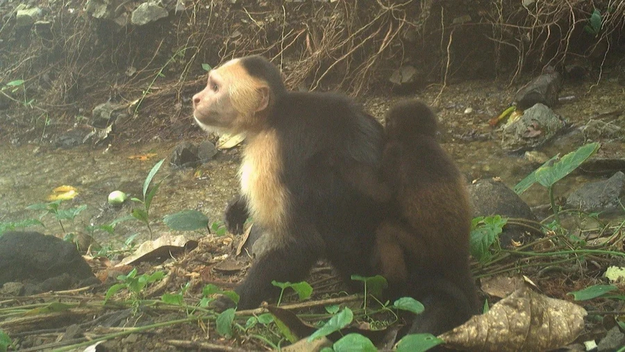 Video từ đảo Jicarón cho thấy một con khỉ đực capuchin đang cõng một con khỉ hú trên lưng. Hiện tại, các nhà khoa học đang cố gắng tìm hiểu điều gì thúc đẩy hành vi bắt cóc này. Ảnh: Brendan Barrett/Viện nghiên cứu hành vi động vật Max Planck