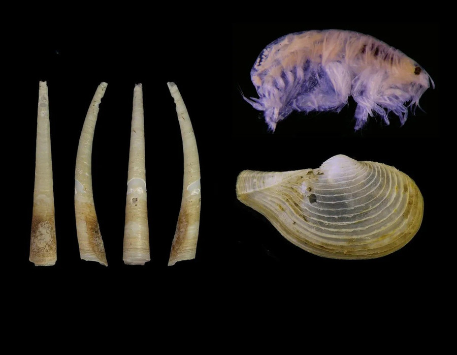 Laevidentalium wiesei (trái), Metharpinia hirsuta (trên cùng bên phải) và Myonera aleutiana (dưới cùng bên phải). Ảnh: Senckenberg Ocean Species Alliance giai-ma-14-sinh-vat-la-moi-duoc-phat-hien-trong-long-dai-duong-2.jpg