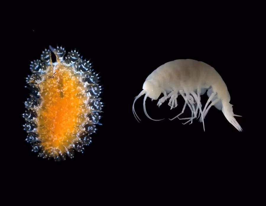 Một loài giun nhiều tơ biển mới có tên là Spinther bohnorum (trái) và một loài giáp xác mới, Apotectonia senckenbergae, được phát hiện trong một đàn trai tại các lỗ thông thủy nhiệt Galápagos Rift.