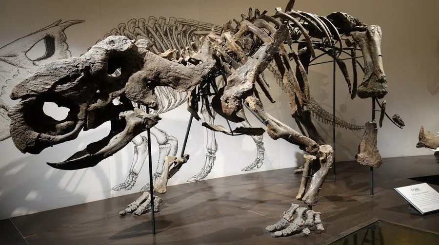 Khủng long pachyrhinosaurus Iddesleigh được trưng bày tại Bảo tàng Hoàng gia Tyrrell, Alberta, Canada.