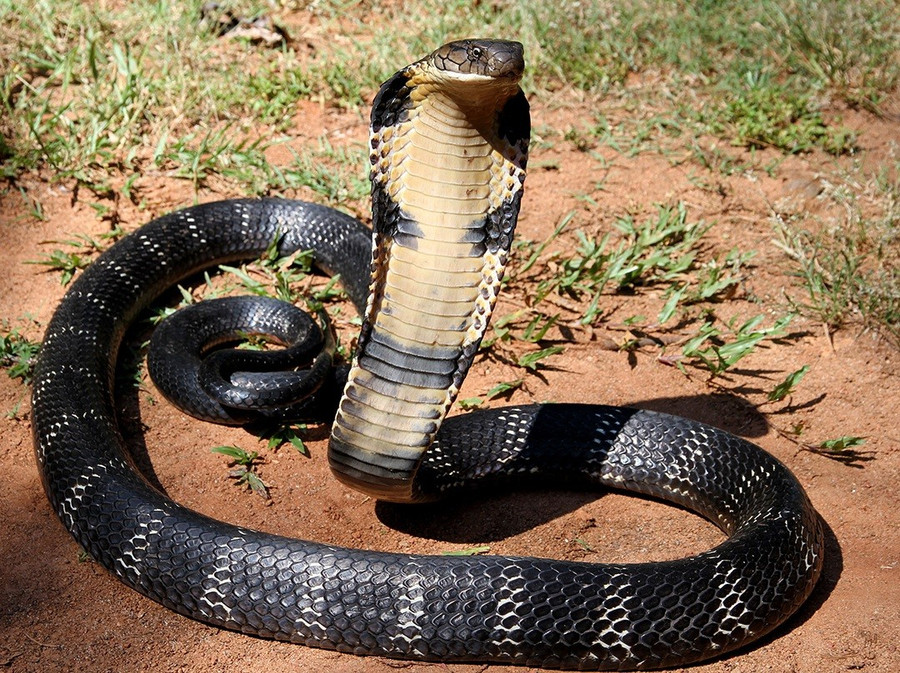 Hổ mang chúa (King Cobra): Hiển thị rõ chiếc mũ phùng mang đặc trưng và tư thế uy nghiêm, rất phù hợp để minh họa sức mạnh đáng kinh sợ của loài này. bi-mat-chua-ke-ve-3-sat-thu-mau-lanh-dang-so-nhat-hanh-tinh.jpg