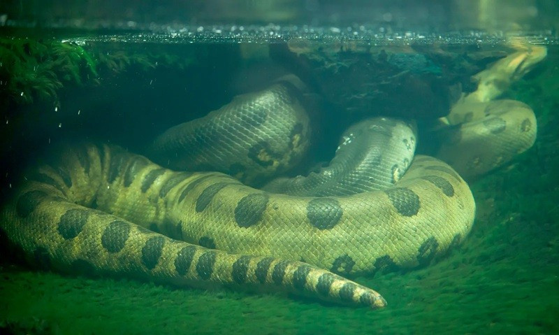 Anaconda xanh (Green Anaconda): Thể hiện trong môi trường nước, cho thấy thân hình đồ sộ cùng màu da hòa quyện với đầm lầy – một sát thủ ẩn mình đầy nguy hiểm. bi-mat-chua-ke-ve-3-sat-thu-mau-lanh-dang-so-nhat-hanh-tinh-3.jpg