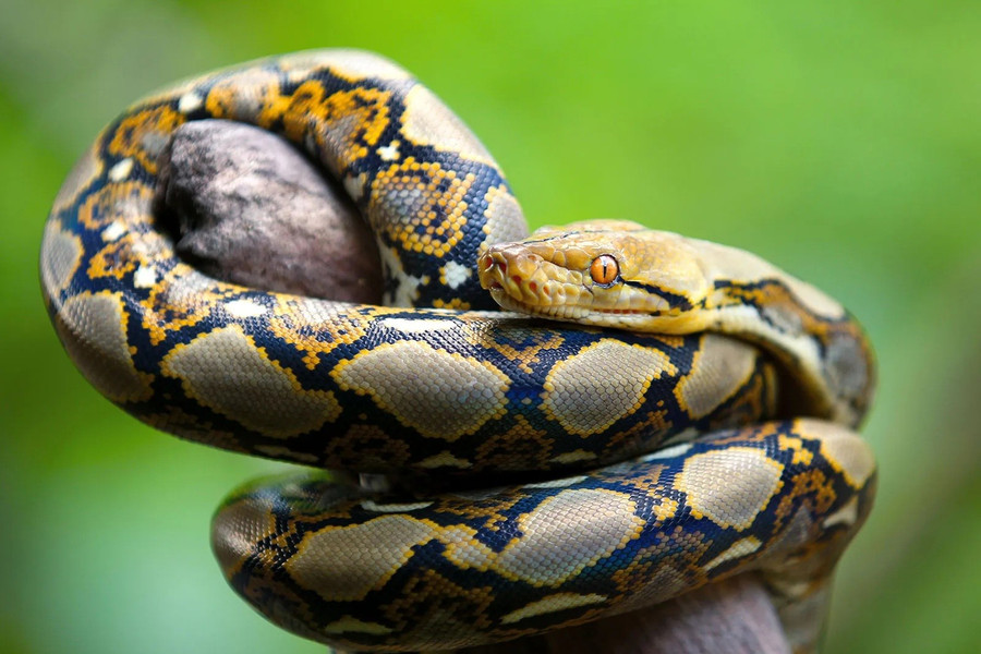 Trăn gấm (Reticulated Python): Ảnh thể hiện hoa văn da phức tạp và thân hình cơ bắp, làm nổi bật sự vạm vỡ và uy lực săn mồi từ kích thước đáng kinh ngạc. bi-mat-chua-ke-ve-3-sat-thu-mau-lanh-dang-so-nhat-hanh-tinh-2.jpg
