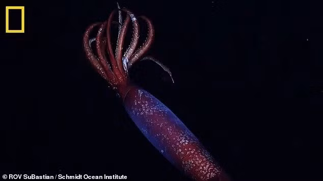 Các nhà khoa học đã ghi lại được đoạn video đầu tiên về loài mực Nam Cực khó nắm bắt, ở độ sâu 2.152 mét dưới đáy Nam Đại Dương.