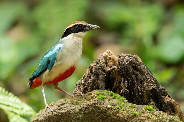 Học sinh Huế bàn giao chim quý hiếm trong sách Đỏ cho Kiểm lâm