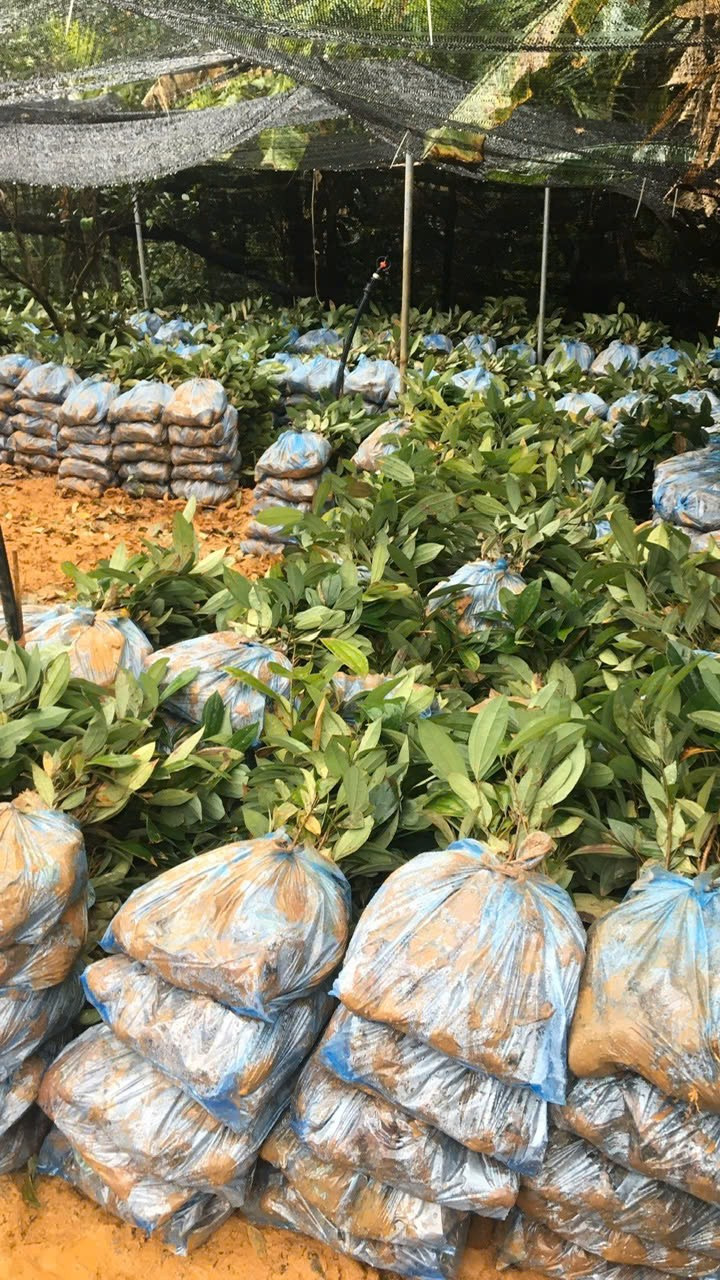 Các giống cây quế chuẩn bị trồng trong dự án hỗ trợ sinh kế tại huyện A Lưới (cũ), TP Huế. 3.jpg