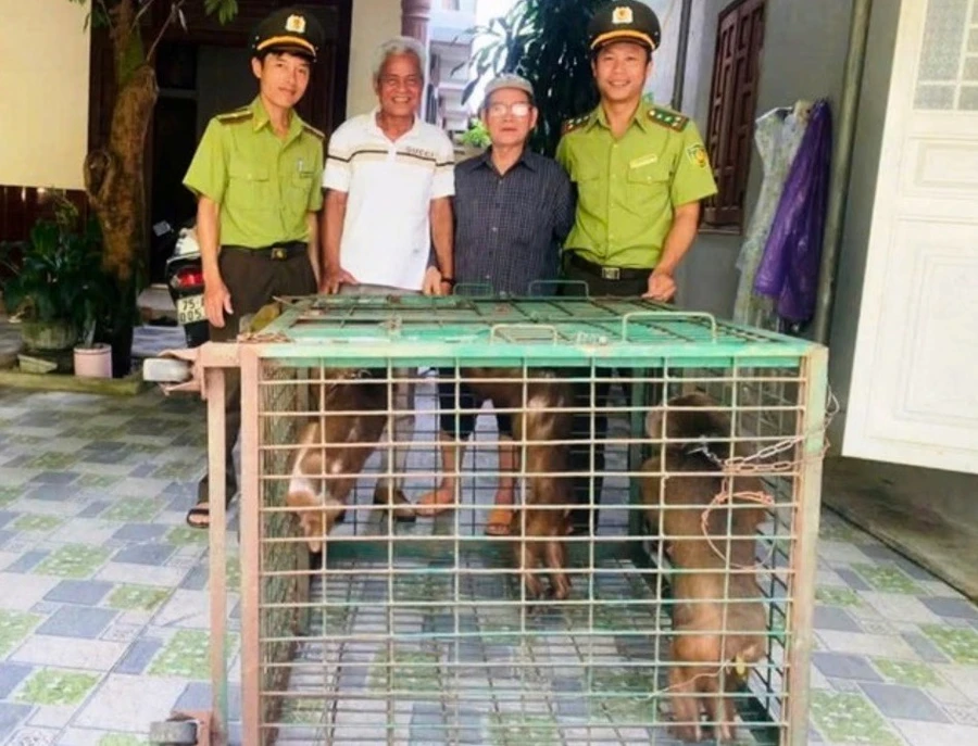 Lực lượng kiểm lâm huyện A Lưới (TP Huế) tiếp nhận 3 cá thể khỉ mặt đỏ quý hiếm được giao nộp từ người dân.