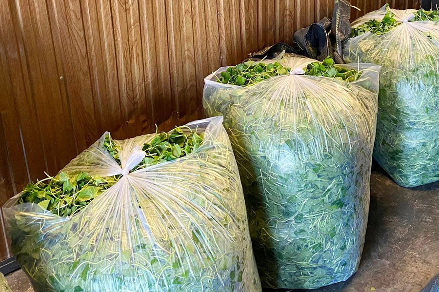 Rau má được sản xuất theo quy trình VietGAP nghiêm ngặt để đảm bảo sức khỏe cho người tiêu dùng. 1.jpg