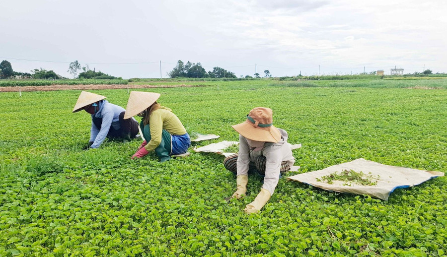 Nông dân xã Quảng Điền, TP Huế thoát nghèo nhờ trồng cây rau má.