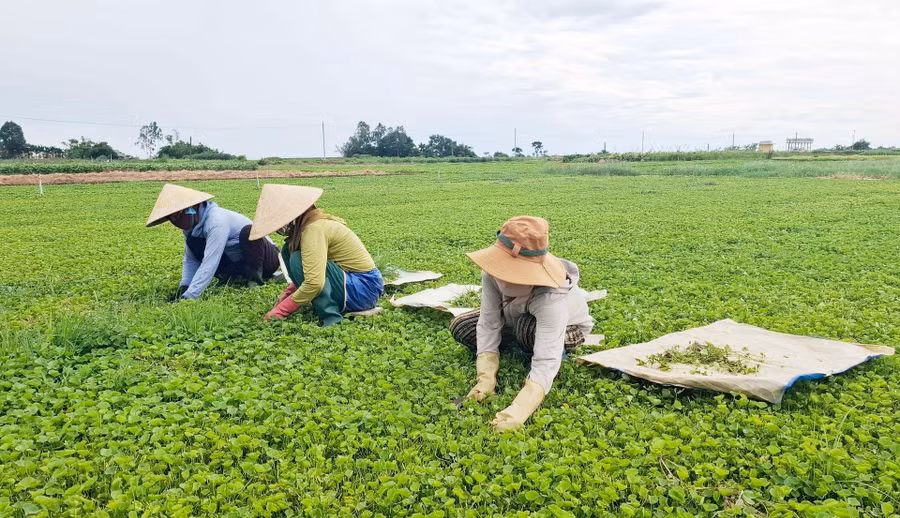 Nông dân xã Quảng Điền, TP Huế thoát nghèo nhờ trồng cây rau má.