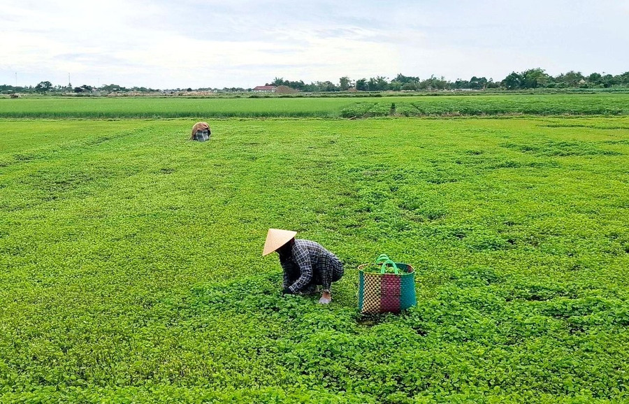 Nhiều hộ dân thoát nghèo, thu nhập cao nhờ trồng cây rau má. 2.jpg