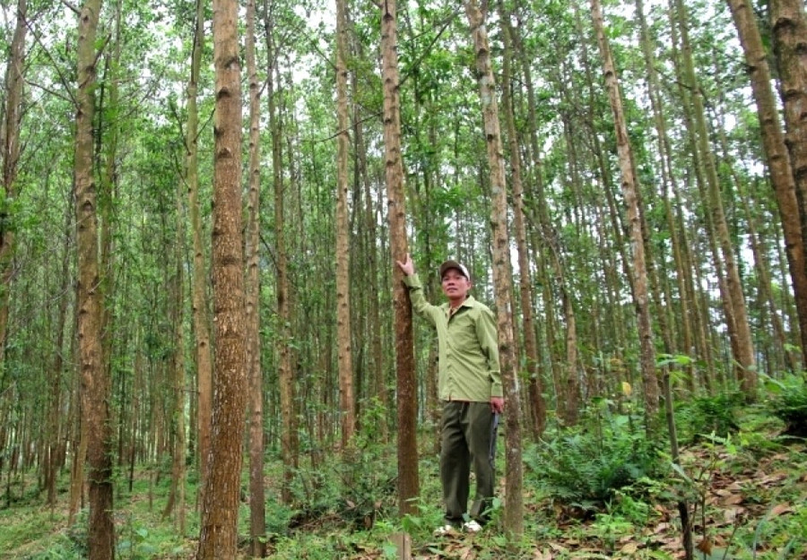 Việc trồng rừng gỗ lớn giúp người dân vùng cao TP Huế thoát nghèo, vươn lên làm giàu bền vững.