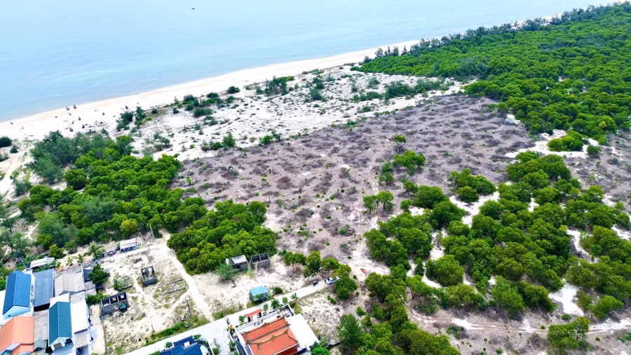 Diện tích rừng phòng hộ ven biển bị chặt phá tại xã Quảng Công, huyện Quảng Điền cũ, nay là phường Phong Quảng, TP Huế. (Ảnh: T.N)