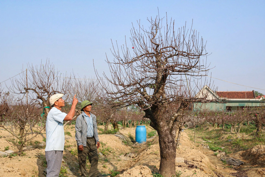Vườn đào cổ thụ của ông Lê Văn Hoàn. (Ảnh: Phạm Tâm)