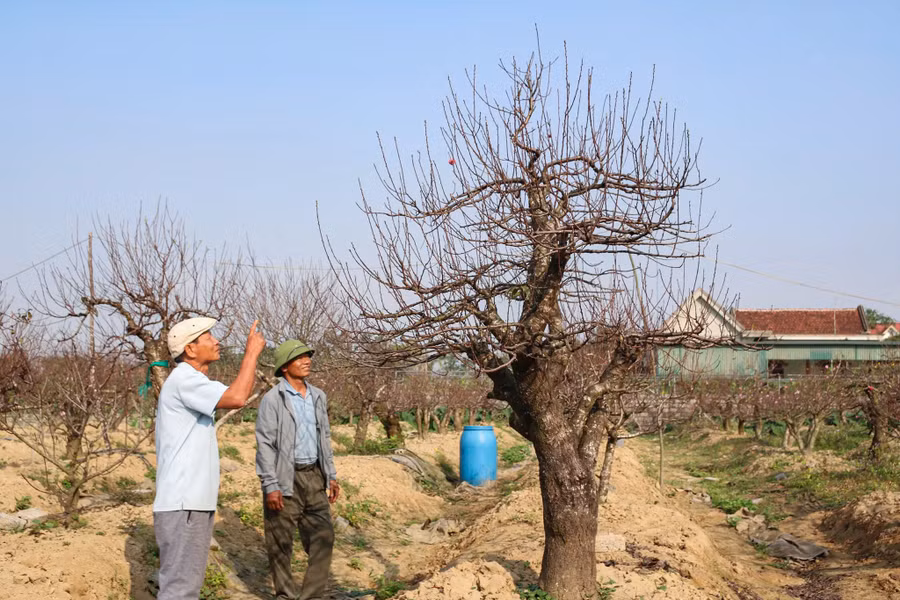 Vườn đào cổ thụ của ông Lê Văn Hoàn. (Ảnh: Phạm Tâm)