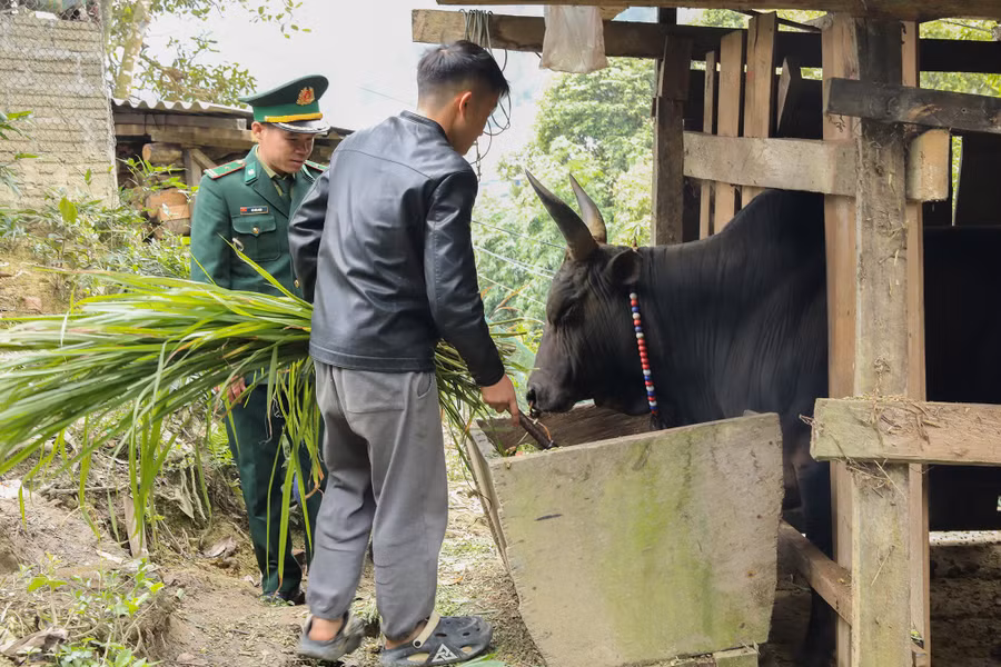 Cán bộ Biên phòng hướng dẫn bổ sung thức ăn, chống rét cho trâu bò. (Ảnh: Phạm Tâm)