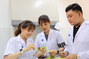 Giảng viên, sinh viên Trường Đại học Trà Vinh thành công cấy phôi dừa sáp. Ảnh: TVU