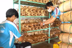 Sinh viên ngành Nông học của Trường Đại học Đồng Tháp trong giờ học trải nghiệm ươm trồng và chăm sóc nấm vân chi đỏ. Ảnh: NTCC